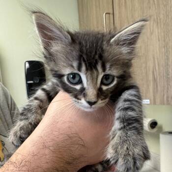 Domestic Medium Hair Cats Available for Adoption in Kansas City, Kansas - Wisp | PetCurious