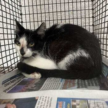 Domestic Short Hair Cats Available for Adoption - Kenya | PetCurious