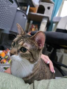 Savannah -  Tabby Cat for Adoption in Anthem, Arizona - Savannah | PetCurious