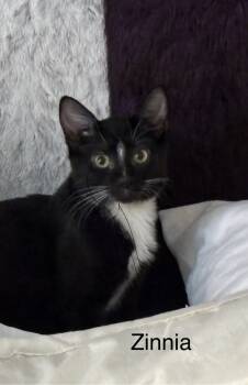 Rescue Domestic Short Hair Cats for Adoption in Powder Springs, Georgia - Zinnia | PetCurious