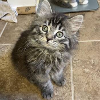 Domestic Long Hair Cats Available for Adoption in Potomac, Maryland - Amethyst | PetCurious