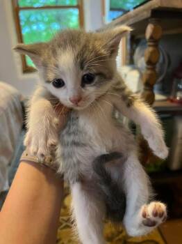 Slate 2 -  Domestic Short Hair Cat Available for Adoption in Glenfield, New York - Slate 2 | PetCurious