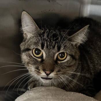 Thingamabob -  Domestic Short Hair Cat for Adoption in Chicago, Illinois - Thingamabob | PetCurious