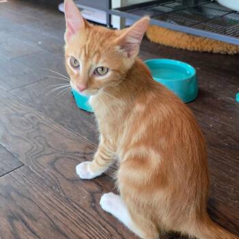 Diomedes -  Domestic Short Hair Cat for Adoption in Kansas City, Missouri - Diomedes | PetCurious