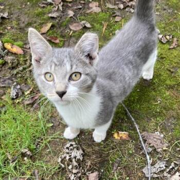 Rescue Domestic Short Hair Cats for Adoption in Granville, Ohio - Beef Wellington | PetCurious