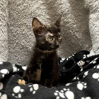 Rescue Domestic Short Hair Cats for Adoption in Richmond, California - ANNA | PetCurious