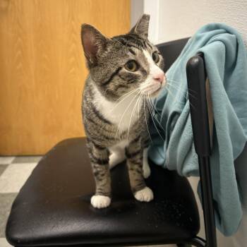 Huck -  Domestic Short Hair Cat for Adoption in Philadelphia, Pennsylvania - Huck | PetCurious