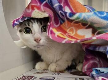 KITTY POP -  Domestic Medium Hair Cat for Adoption in Houston, Texas - KITTY POP | PetCurious