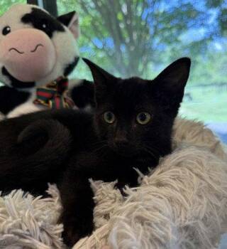 Blueberry Muffin -  Domestic Short Hair Cat for Adoption in Midland, Virginia - Blueberry Muffin | PetCurious