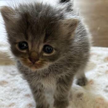 Domestic Medium Hair Cats Available for Adoption in Roanoke, Virginia - Droplet | PetCurious