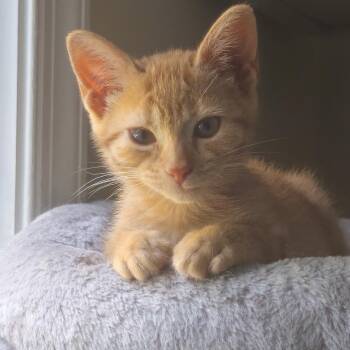 Princess -  Domestic Short Hair Cat for Adoption in Wayne, New Jersey - Princess | PetCurious