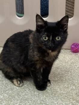 Domestic Short Hair Cats Available for Adoption in Seneca, South Carolina - Buggie $75 @ PetSmart | PetCurious