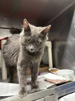 Rescue Domestic Long Hair and Domestic Short Hair Cats for Adoption in Morristown, New Jersey - Gracie | PetCurious
