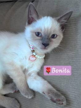 ADOPTION EVENT, Saturday 9-19, 12p-3p -  Siamese and Ragdoll Cat for Adoption in Yorba Linda, California - ADOPTION EVENT, Saturday 9-19, 12p-3p | PetCurious