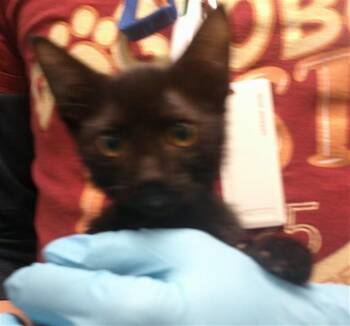 A478171 -  Domestic Short Hair Cat for Adoption in Oklahoma City, Oklahoma - A478171 | PetCurious