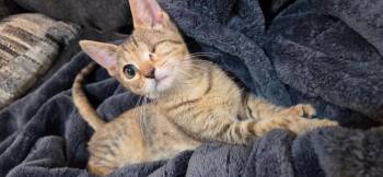Ozzy -  Tabby Cat for Adoption in San Antonio, Texas - Ozzy | PetCurious