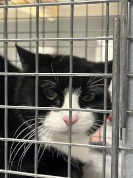 Domestic Short Hair Cats Available for Adoption in Las Vegas, Nevada - MEOW | PetCurious