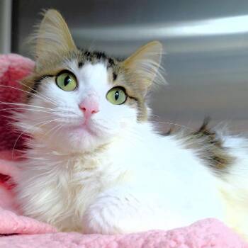 Ava -  Domestic Long Hair Cat for Adoption in Michigan City, Indiana - Ava | PetCurious