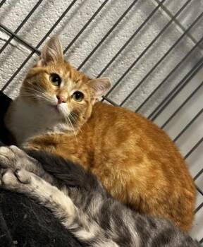 Domestic Short Hair Cats Available for Adoption in Wilkesboro, North Carolina - Zesty | PetCurious