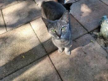 MOMMY -  Domestic Short Hair Cat for Adoption in Orlando, Florida - MOMMY | PetCurious