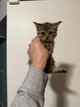 Glimmer -  Domestic Short Hair Cat for Adoption in Oak Park, Michigan - Glimmer | PetCurious