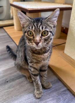 Charlotte -  Domestic Short Hair and Tabby Cat for Adoption in Pompano Beach, Florida - Charlotte | PetCurious