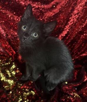 Lizzie -  Domestic Short Hair Cat for Adoption in Conway, South Carolina - Lizzie | PetCurious