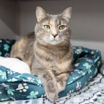 Storm -  Domestic Short Hair Cat for Adoption in Atlanta, Georgia - Storm | PetCurious