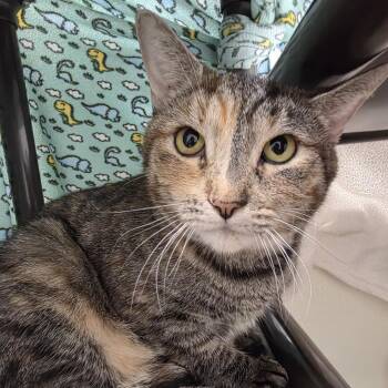 Catalina -  Domestic Short Hair Cat for Adoption in Oshkosh, Wisconsin - Catalina | PetCurious