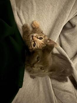 Patoot -  Domestic Short Hair Cat for Adoption in Austin, Texas - Patoot | PetCurious