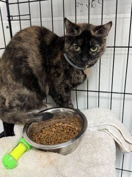 Terra -  Tortoiseshell Cat for Adoption in Columbia, South Carolina - Terra | PetCurious