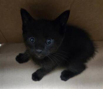 Rescue Domestic Short Hair Cats for Adoption in Fort Lauderdale, Florida - BRAMBLE | PetCurious