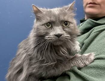 Domestic Long Hair Cats Available for Adoption - Millie | PetCurious