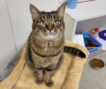 Rescue Tabby Cats for Adoption in Maple Ridge, British Columbia - Gracie (Bonded With Elvira) | PetCurious