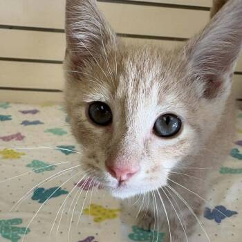 Powell -  Domestic Short Hair Cat Available for Adoption in Candler, North Carolina - Powell | PetCurious