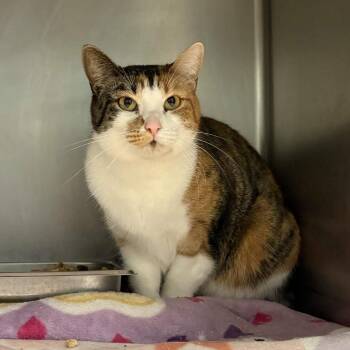 Lucille -  Domestic Short Hair Cat for Adoption in Beaumont, Texas - Lucille | PetCurious