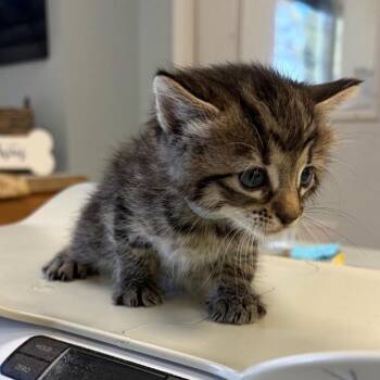 Domestic Short Hair Cats Available for Adoption in Greensboro, Georgia - Sonoma | PetCurious