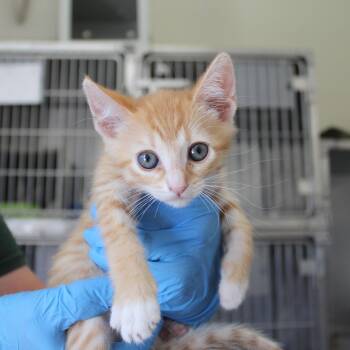 Domestic Short Hair Cats Available for Adoption in Yucca Valley, California - David Spade | PetCurious