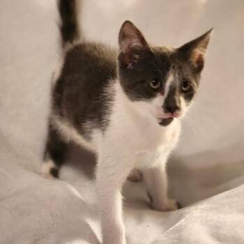 Trooper -  Domestic Short Hair Cat for Adoption in Trophy Club, Texas - Trooper | PetCurious