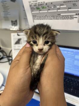 Rescue Domestic Short Hair Cats for Adoption in Rosenberg, Texas - WALTER | PetCurious
