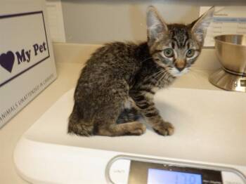 NUGGET -  Domestic Short Hair Cat for Adoption in San Jose, California - NUGGET | PetCurious