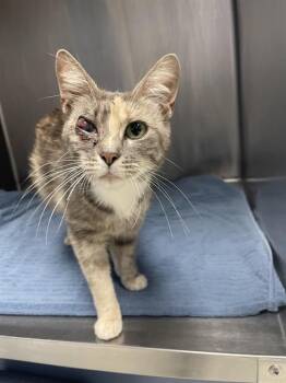 SARAH* -  Domestic Short Hair Cat for Adoption in Santa Cruz, California - SARAH* | PetCurious
