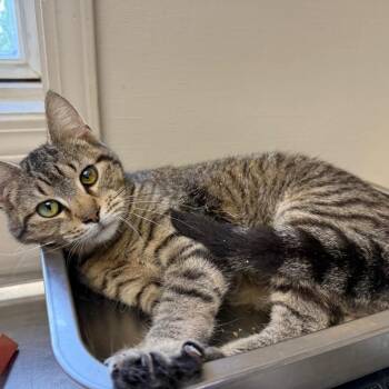 Domestic Short Hair Cats Available for Adoption - TUSC-Stray-83869 | PetCurious
