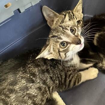 Bowtie -  Domestic Short Hair Cat for Adoption in San Antonio, Texas - Bowtie | PetCurious