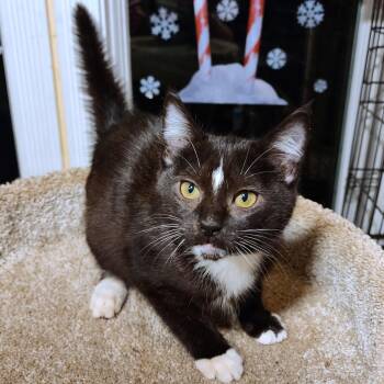 Siberian and Tuxedo Cats Available for Adoption -  STUNNING SHERLOCK - SILKY SIBERIAN | PetCurious