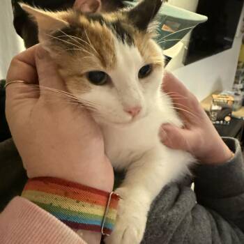 Toffee -  Domestic Short Hair Cat Available for Adoption in New Berlin, Wisconsin - Toffee | PetCurious