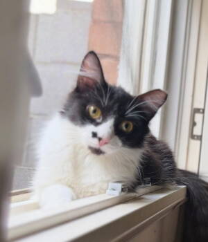 Rescue Domestic Medium Hair Cats for Adoption in Phoenix, Arizona - Charlie Junior | PetCurious