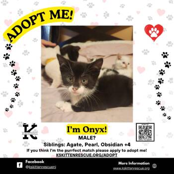 Domestic Short Hair Cats Available for Adoption in OSBORNVILLE, New Jersey - Onyx | PetCurious