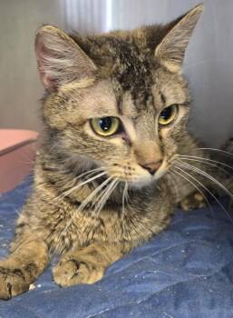 Penelope Grace -  Domestic Short Hair Cat for Adoption in Windsor, Connecticut - Penelope Grace | PetCurious