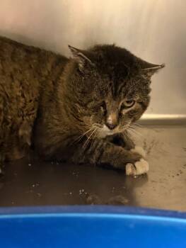 Grumpy -  Domestic Short Hair Cat for Adoption in Thayne, Wyoming - Grumpy | PetCurious